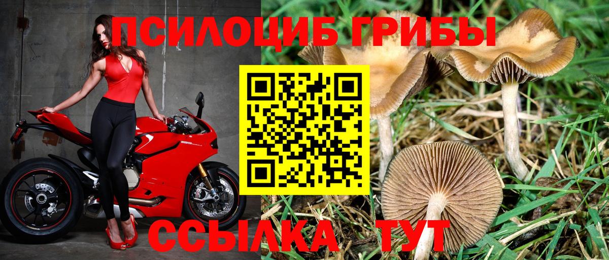 Псилоцибиновые грибы Cubensis  Котлас 